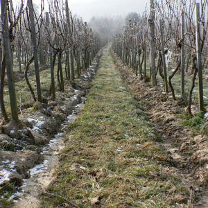 Pincészet Kőszeg