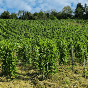 Ördög-árok, Városbirtok Furmint